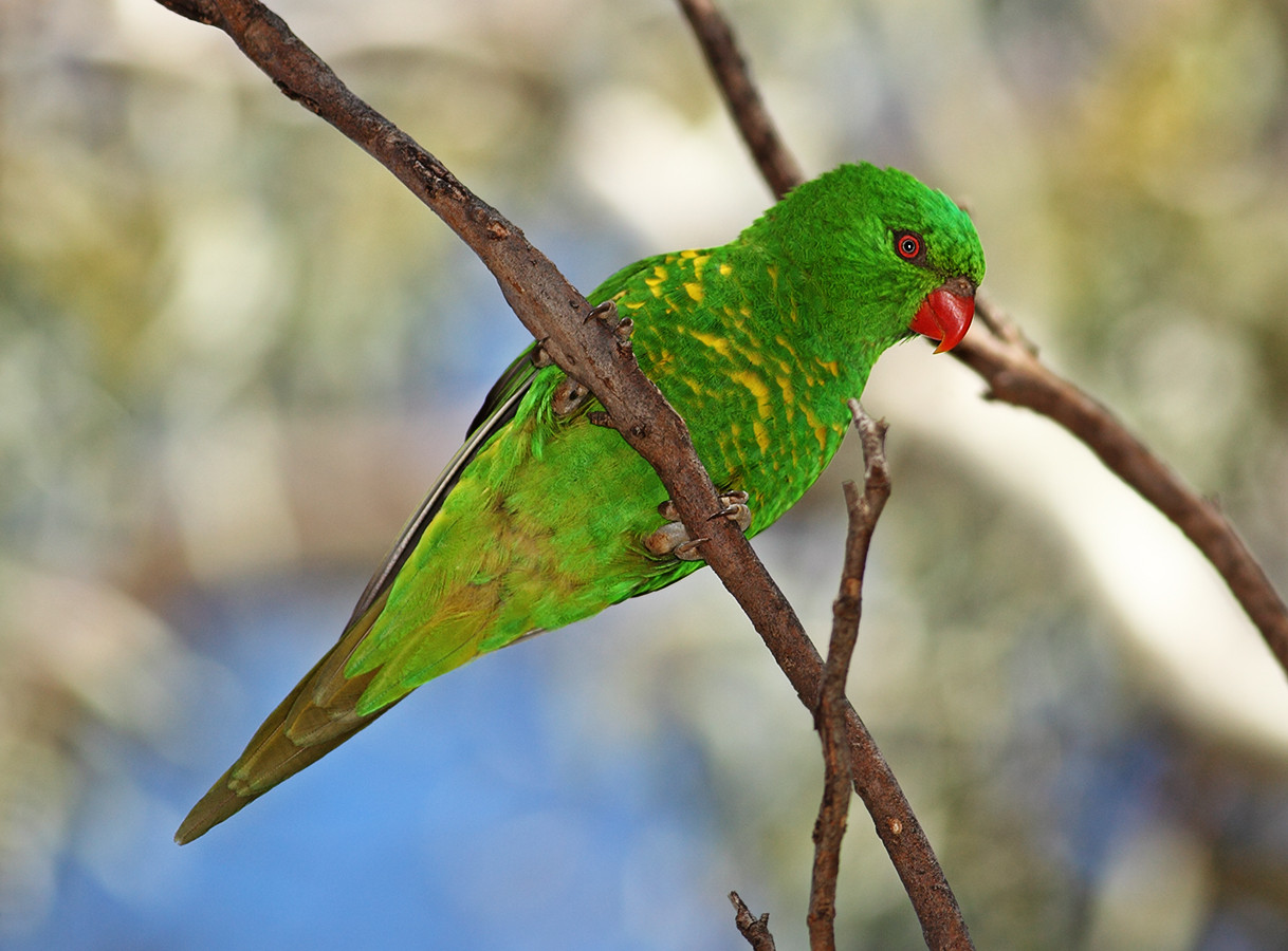 image Scaly-breasted Lorikeet